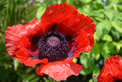 Beauty of Livermere Poppy (Papaver orientale 'Beauty of Livermere') at Canadale Nurseries