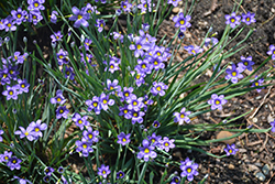 Lucerne Blue-Eyed Grass (Sisyrinchium angustifolium 'Lucerne') at Canadale Nurseries