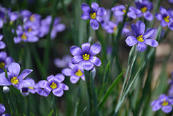 Lucerne Blue-Eyed Grass (Sisyrinchium angustifolium 'Lucerne') at Canadale Nurseries
