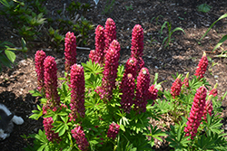 Mini Gallery Red Lupine (Lupinus 'Mini Gallery Red') at Canadale Nurseries