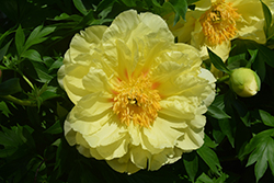 Sequestered Sunshine Peony (Paeonia 'Sequestered Sunshine') at Canadale Nurseries
