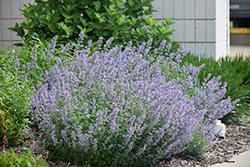 Cat's Meow Catmint (Nepeta x faassenii 'Cat's Meow') at Canadale Nurseries