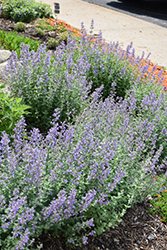Purrsian Blue Catmint (Nepeta x faassenii 'Purrsian Blue') at Canadale Nurseries