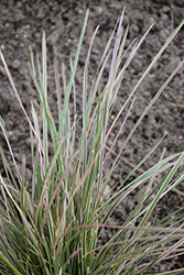Northern Lights Tufted Hair Grass (Deschampsia cespitosa 'Northern Lights') at Canadale Nurseries