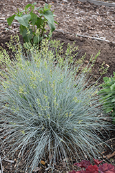 Blue Whiskers Blue Fescue (Festuca glauca 'Blue Whiskers') at Canadale Nurseries