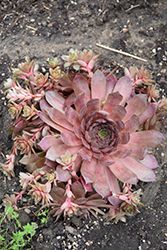 Peggy Hens And Chicks (Sempervivum 'Peggy') at Canadale Nurseries