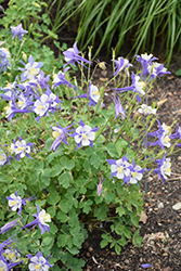 Songbird Blue Jay Columbine (Aquilegia 'Blue Jay') at Canadale Nurseries