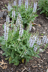 Perfect Profusion Meadow Sage (Salvia nemorosa 'Perfect Profusion') at Canadale Nurseries