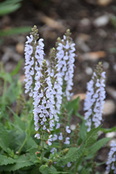 Perfect Profusion Meadow Sage (Salvia nemorosa 'Perfect Profusion') at Canadale Nurseries