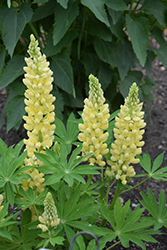 Mini Gallery Yellow Lupine (Lupinus 'Mini Gallery Yellow') at Canadale Nurseries