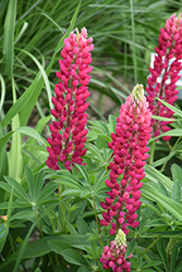 Popsicle Red Lupine (Lupinus 'Popsicle Red') at Canadale Nurseries