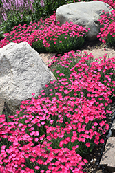 Paint The Town Magenta Pinks (Dianthus 'Paint The Town Magenta') at Canadale Nurseries