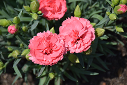 Fruit Punch Classic Coral Pinks (Dianthus 'Classic Coral') at Canadale Nurseries