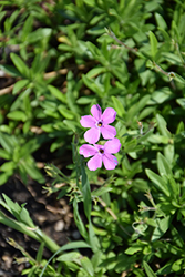 Pink Minuet Garden Phlox (Phlox 'Pink Minuet') at Canadale Nurseries