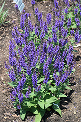 Violet Profusion Meadow Sage (Salvia nemorosa 'Violet Profusion') at Canadale Nurseries