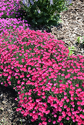 Paint The Town Magenta Pinks (Dianthus 'Paint The Town Magenta') at Canadale Nurseries
