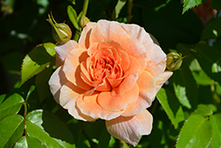 At Last Rose (Rosa 'HORCOGJIL') at Canadale Nurseries
