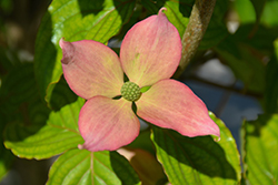 Rosy Teacups Flowering Dogwood (Cornus 'KN30-8') at Canadale Nurseries