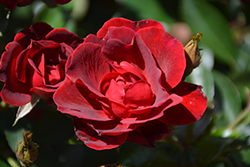 Brick House Rose (Rosa 'Meitraligh') at Canadale Nurseries