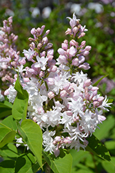 Beauty of Moscow Lilac (Syringa vulgaris 'Beauty of Moscow') at Canadale Nurseries