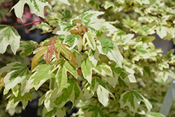 Carnival Hedge Maple (Acer campestre 'Carnival') at Canadale Nurseries