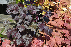 Obsidian Coral Bells (Heuchera 'Obsidian') at Canadale Nurseries