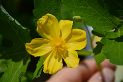 Celandine Poppy (Stylophorum diphyllum) at Canadale Nurseries