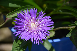 Honeysong Purple Aster (Stokesia laevis 'Honeysong Purple') at Canadale Nurseries