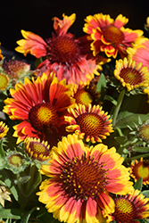 Arizona Sun Blanket Flower (Gaillardia x grandiflora 'Arizona Sun') at Canadale Nurseries