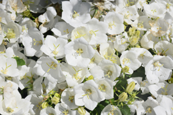 Pearl White Bellflower (Campanula carpatica 'Pearl White') at Canadale Nurseries