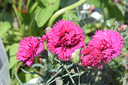 Fruit Punch Spiked Punch Pinks (Dianthus 'Spiked Punch') at Canadale Nurseries
