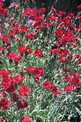 Fire Star Pinks (Dianthus 'Devon Xera') at Canadale Nurseries