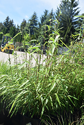 Rufa Clump Bamboo (Fargesia rufa) at Canadale Nurseries