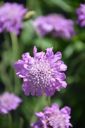 Pink Mist Pincushion Flower (Scabiosa 'Pink Mist') at Canadale Nurseries