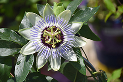 Clear Sky Passion Flower (Passiflora 'Clear Sky') at Canadale Nurseries