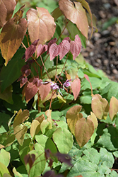 Pink Elf Barrenwort (Epimedium 'Pink Elf') at Canadale Nurseries