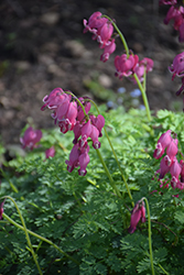 King of Hearts Bleeding Heart (Dicentra 'King of Hearts') at Canadale Nurseries