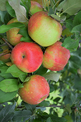 Honeycrisp Apple (Malus 'Honeycrisp') at Canadale Nurseries