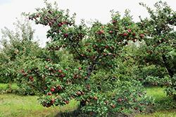 Red Delicious Apple (Malus 'Red Delicious') at Canadale Nurseries