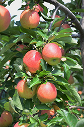 Royal Gala Apple (Malus 'Royal Gala') at Canadale Nurseries