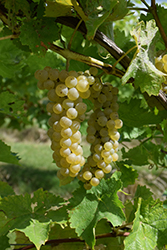 Vidal Blanc Grape (Vitis 'Vidal Blanc') at Canadale Nurseries