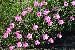 Mountain Frost Pink Twinkle Pinks (Dianthus 'KonD1060K3') at Canadale Nurseries
