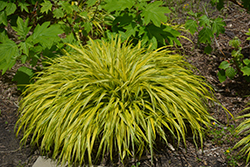 Golden Variegated Hakone Grass (Hakonechloa macra 'Aureola') at Canadale Nurseries