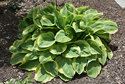 Bedazzled Hosta (Hosta 'Bedazzled') at Canadale Nurseries