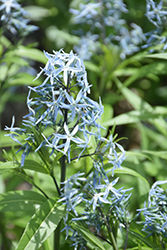 Narrow-Leaf Blue Star (Amsonia hubrichtii) at Canadale Nurseries