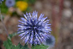 Blue Glow Globe Thistle (Echinops bannaticus 'Blue Glow') at Canadale Nurseries