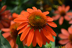Sombrero Adobe Orange Coneflower (Echinacea 'Balsomador') at Canadale Nurseries