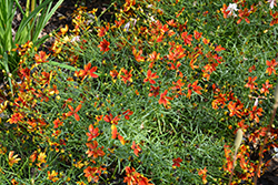 Sizzle And Spice Crazy Cayenne Tickseed (Coreopsis verticillata 'Crazy Cayenne') at Canadale Nurseries