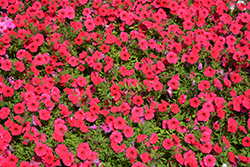 Supertunia Vista Paradise Petunia (Petunia 'BBTUN98901') at Canadale Nurseries