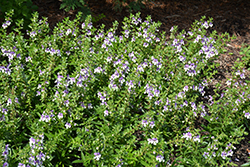 Angelface Wedgewood Blue Angelonia (Angelonia angustifolia 'Angelface Wedgewood Blue') at Canadale Nurseries